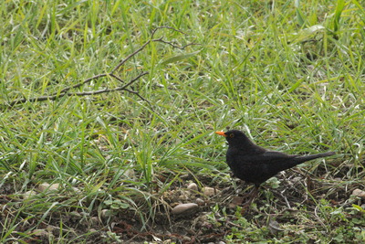 thumbnail Merle noir