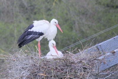 thumbnail Cigogne blanche