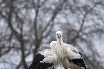 thumbnail Cigogne blanche