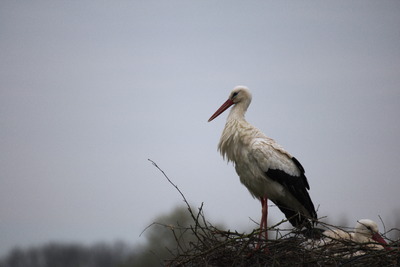 thumbnail Cigogne blanche