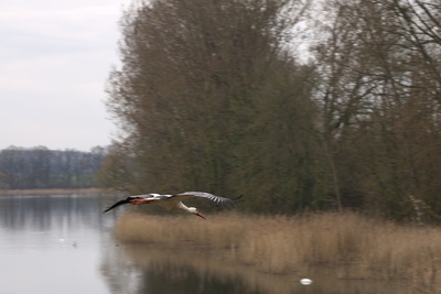 thumbnail Cigogne blanche