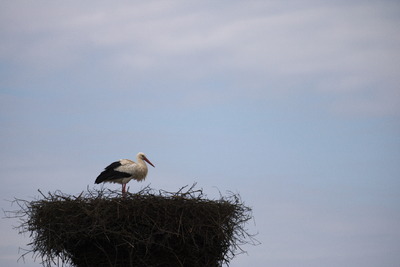 thumbnail Cigogne blanche