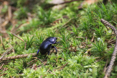 thumbnail Géotrupe des bois