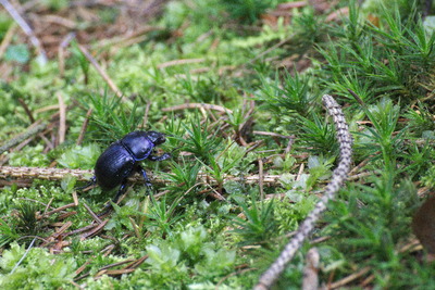 thumbnail Géotrupe des bois