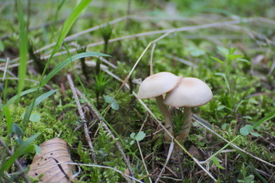 thumbnail Champignon