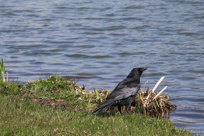 thumbnail Corneille noire