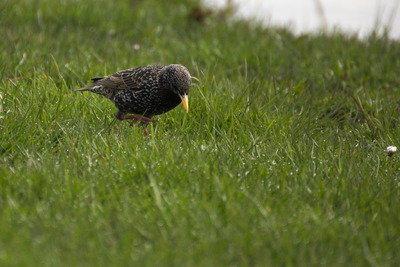 thumbnail Étourneau sansonnet