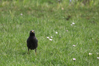 thumbnail Étourneau sansonnet