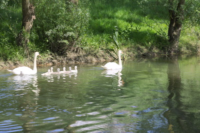thumbnail Cygne tuberculé