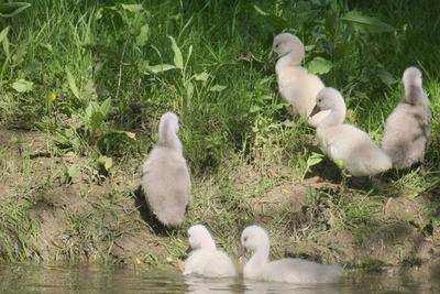 thumbnail Cygne tuberculé