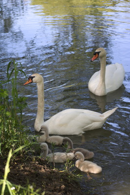 thumbnail Cygne tuberculé