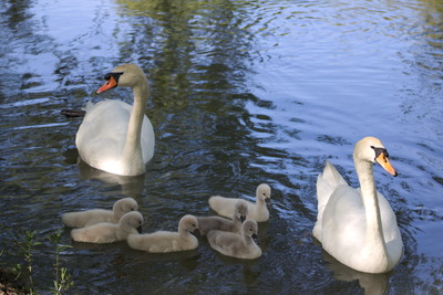 thumbnail Cygne tuberculé