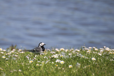 thumbnail Bergeronnette grise