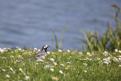 thumbnail Bergeronnette grise