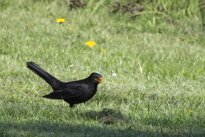 thumbnail Merle noir