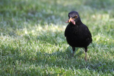 thumbnail Merle noir