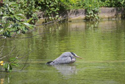 thumbnail Héron cendré