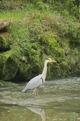 thumbnail Héron cendré