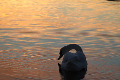 thumbnail Cygne tuberculé