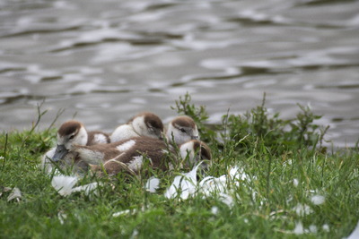 thumbnail Ouette d’Égypte