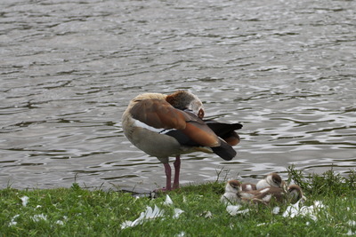 thumbnail Ouette d’Égypte