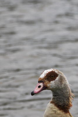 thumbnail Ouette d’Égypte