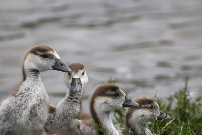 thumbnail Ouette d’Égypte