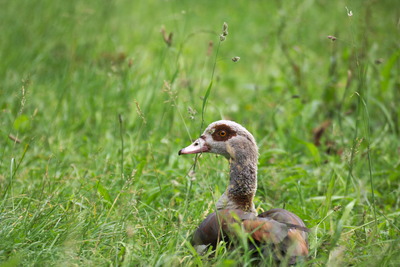 thumbnail Ouette d’Égypte