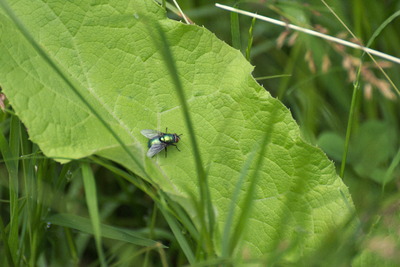 thumbnail Mouche verte