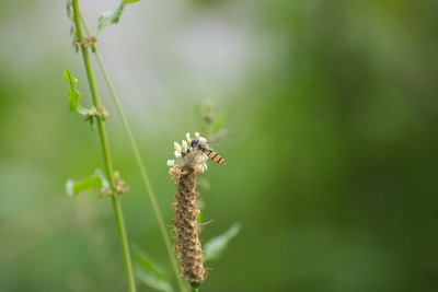 thumbnail Syrphe ceinturé