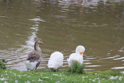 thumbnail Oie cendrée