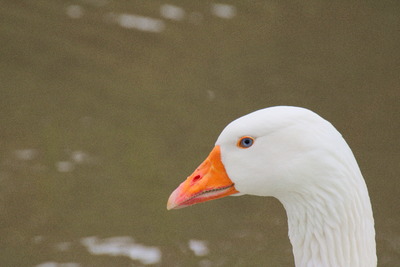 thumbnail Oie cendrée