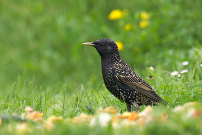 thumbnail Étourneau sansonnet