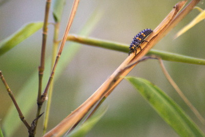 thumbnail Coccinelle