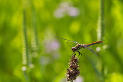 thumbnail Sympetrum