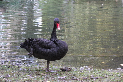 thumbnail Cygne noir