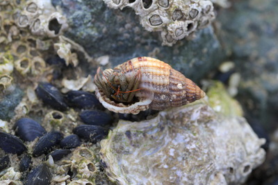 thumbnail Bernard l’ermite