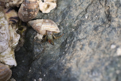 thumbnail Bernard l’ermite