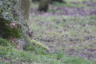 thumbnail Grimpereau des jardins