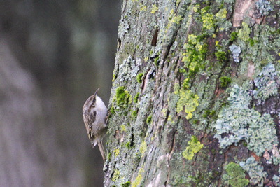 thumbnail Grimpereau des jardins