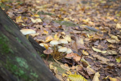 thumbnail Champignon