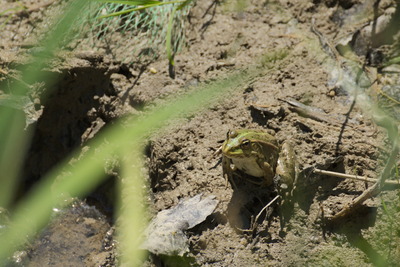thumbnail Grenouille