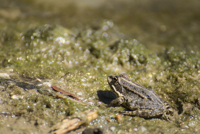 thumbnail Grenouille