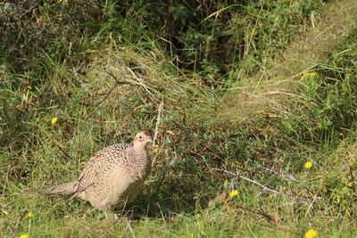 thumbnail Faisan de Colchide