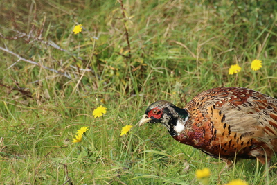 thumbnail Faisan de Colchide