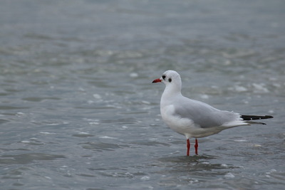 thumbnail Mouette rieuse