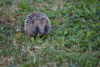 thumbnail Hérisson commun