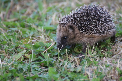 thumbnail Hérisson commun