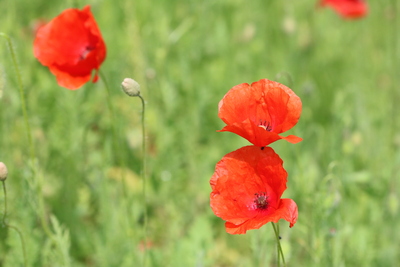 thumbnail Coquelicot