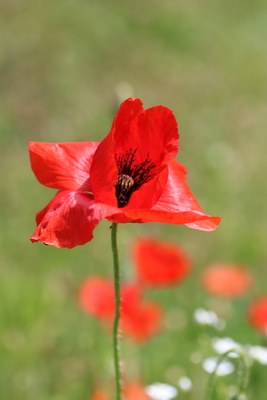 thumbnail Coquelicot